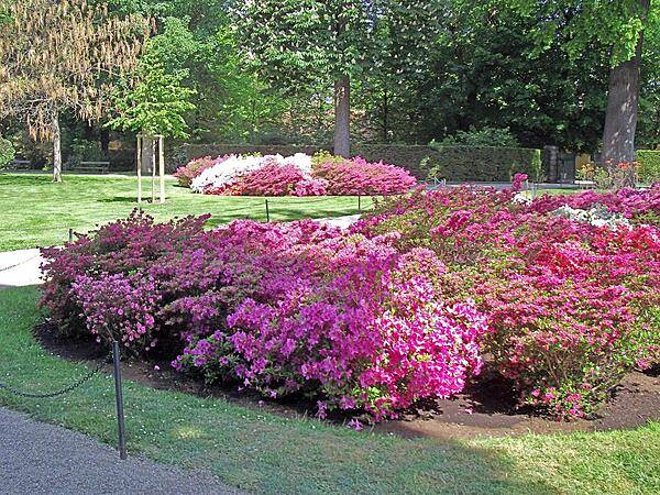 Azaleas in bloom on the grounds of Schoenbrunn Palaca in Vienna.