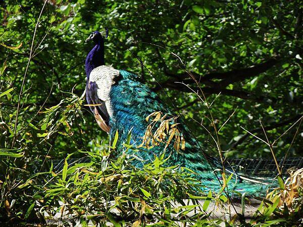 A peacock in the Schoenbrunn Tiergarten (Zoo). Founded originally as an imperial menagerie in 1752, it is today the oldest zoo in the world.