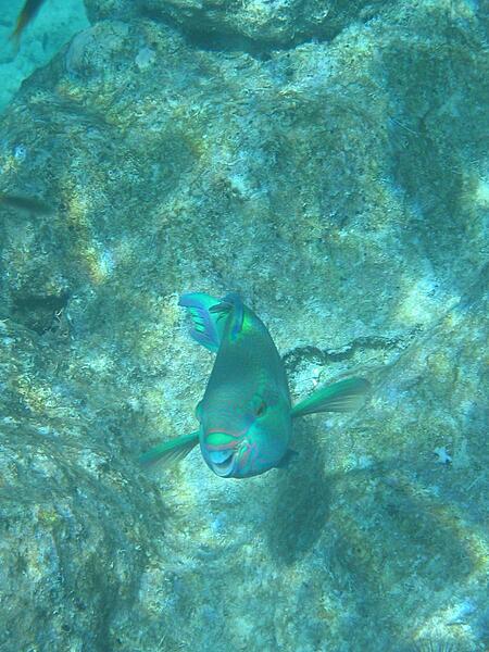 An inquisitive resident of the Great Barrier Reef.