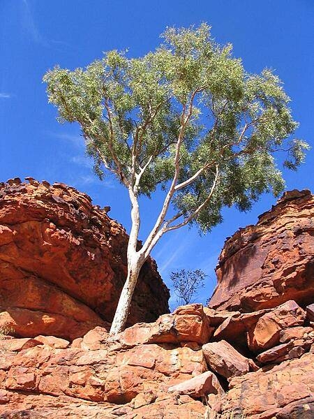 A green sentinal overlooking Kings Canyon in Australia's Outback.