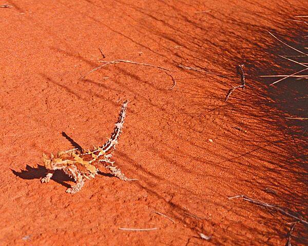 Although covered with an intimidating array of spikes, the thorny devil lizards that inhabit the scrub and desert of western Australia are actually quite gentle. Their main diet consists of ants. They can grow up to 20 cm (8 in) and can live up to 20 years.
