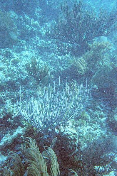 A variety of coral types beckon to snorkelers in Shoal Bay.
