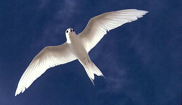 The white tern is famous for laying its egg on a rock, a rock ledge, or a bare branch rather than in a nest. An egg laid in an exposed and precarious place results in a chick that must cling to the perch. Image courtesy USFWS.