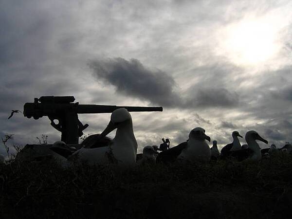 Remnant of the historic Battle of Midway, this anti-aircraft gun at Eastern Island in Midway Atoll National Wildlife Refuge is surrounded by nesting albatross. On 13 September 2000, the Secretary of the Interior designated the lands and waters of Midway Atoll National Wildlife Refuge as the Battle of Midway National Memorial, “so that the heroic courage and sacrifice of those who fought against overwhelming odds to win an incredible victory will never be forgotten.” This is the first National Memorial to be designated on a National Wildlife Refuge. Photo courtesy of USFWS/David Patte.