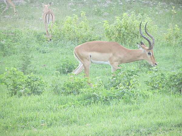 A male impala browsing at Chobe National Park.