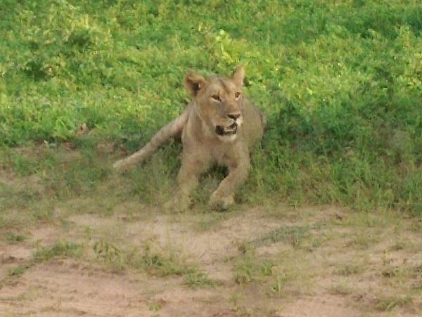 A vigilant female lion in Chobe National Park.