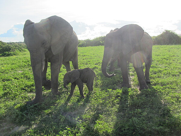 Adult elephants are very protective and caring of their young.