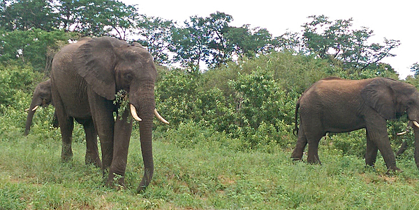 Grazing elephants in Chobe National Park.