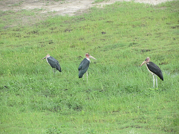 Marabou storks at Chobe National Park.