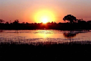 Fiery sunset on the Okavango Delta (also called the Okavango Swamp), the world's largest inland delta. The Okavango River empties as a swamp in a basin of the Kalahari Desert where, through the processes of evaporation and transpiration (water given off by plants), it disappears. Most of the islands in the delta began as termite mounds. The delta is home for a wide variety of birds and animals.