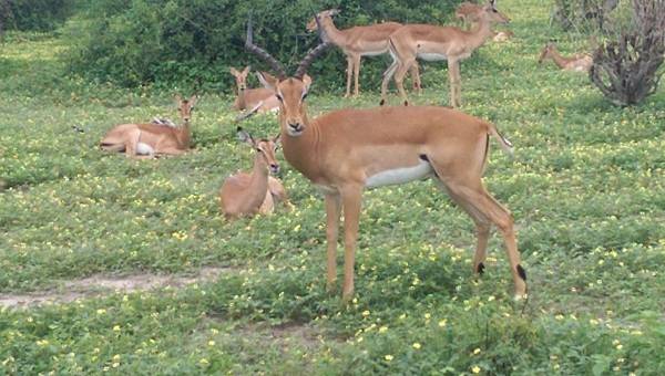 A male impala guards a small herd of females in Chobe National Park. Impala have distinctive dark tufts on their lower hind legs. Only the males have horns which take on a lyre-like shape.