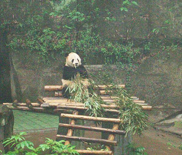 Panda munching bamboo stalks at the Chongqing Zoo.