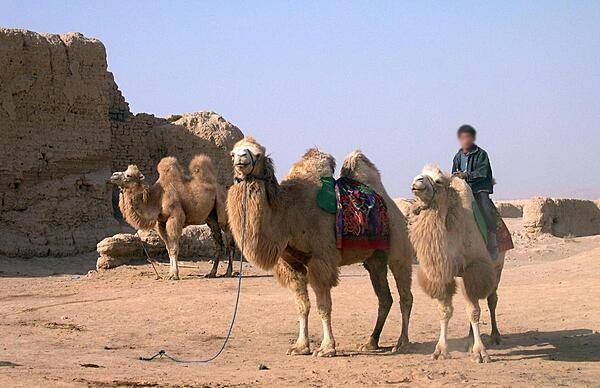 Camels outside of Gaochang, the ruins of an ancient city 30 km (18 mi) southeast of Turpan. Built in the first century B.C., it was an important hub along the Silk Road. The city was burnt and destroyed in wars of the 14th century, but many impressive temple and palace ruins remain.