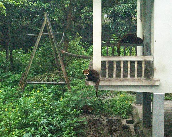 Lesser pandas at the Chongqing Zoo.