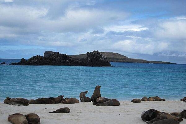 Galapagos sea lions are frequently seen soaking up sun rays on most of the islands' beaches or rocks near the water.
