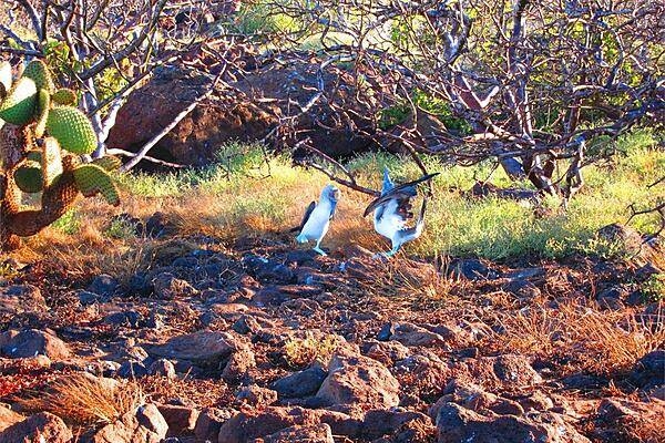 A pair of blue-footed boobies engaged in a mating dance on Espanola Island.