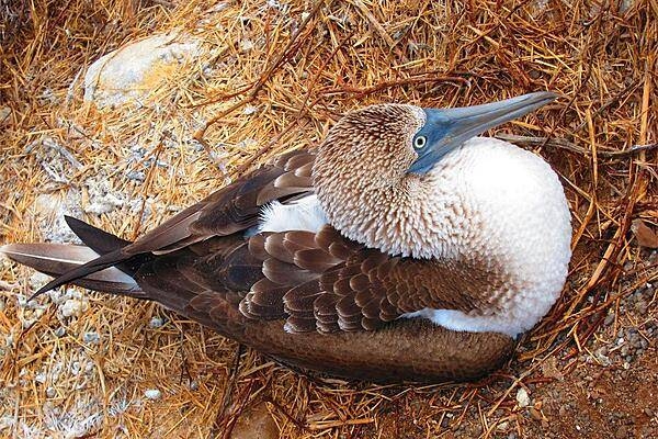 This close up of a blue-footed booby reveals the bird's deep blue bill and rich plumage.