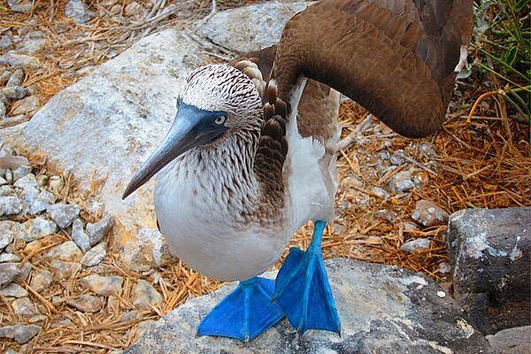 The younger a blue-footed booby, the brighter its feet. Blue feet play a key role in courtship, with the male displaying (raising) its feet to attract females.