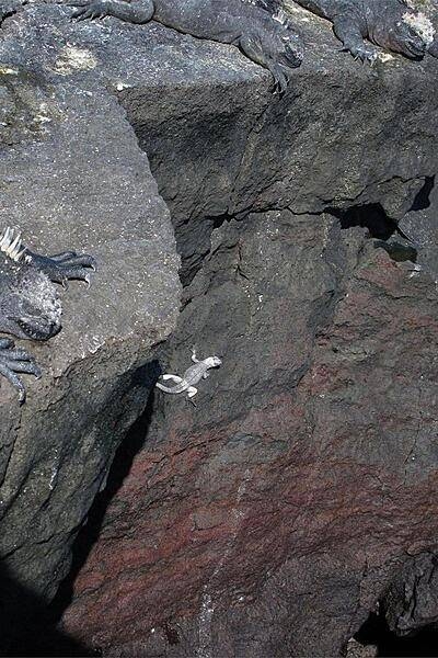Marine iguanas and a lava lizard on Fernandina Island.