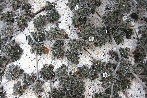 Low-growing flora on a beach at Wizard Hill on San Cristobal Island.