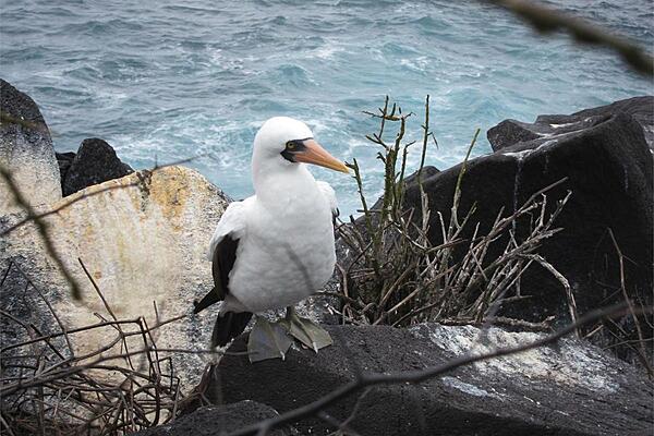 A masked booby on Espanola Island.