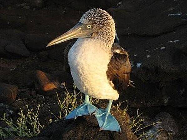 A Galapagos Island blue-footed booby.