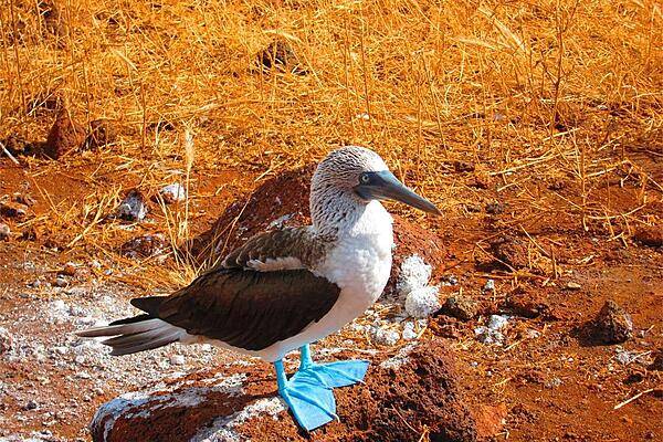 The blue-footed booby, here standing on a lava rock, is a marine bird native to tropical and sub-tropical regions of the eastern Pacific Ocean. Its diet consists mainly of fish, which it catches by diving and sometimes swimming underwater.