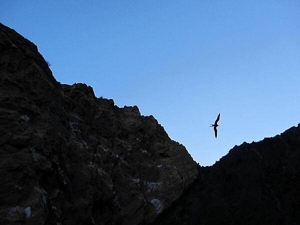 A magnificent frigate takes flight at dusk.