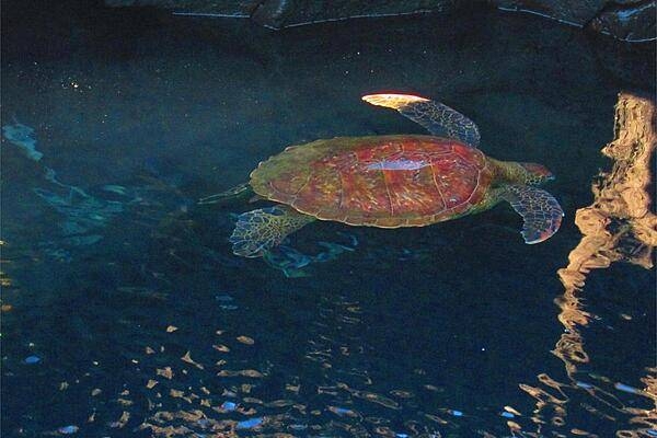 A sea turtle at Tagus Cove on Isabela Island.