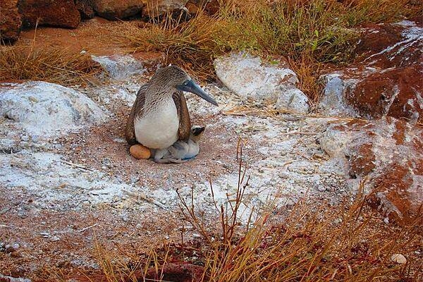 The fearless blue-footed booby is unfazed by humans, even while caring for its young. Approximately one half of all blue-footed booby breeding pairs in the Pacific nest on the Galapagos Islands.