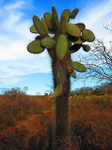 The prickly pear cactus is the most common of all cacti on the Galapagos Islands; it will grow trunks as high as 1.5 m (5 ft) tall on islands where herbivores are a threat.