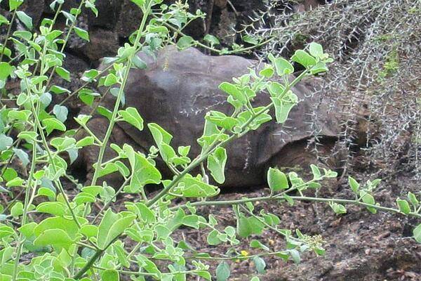 Lonesome George, a male Pinta Island tortoise, was the last of his species when he passed away on 24 June 2012 at the age of  approximately 101-102 years old.