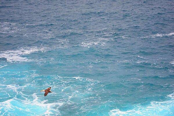 Waved albatross (Galapagos albatross) have a wingspan of at least 225 cm (7 ft), a lifespan up to 45 years, and live primarily on Espanola (Hood) Island.