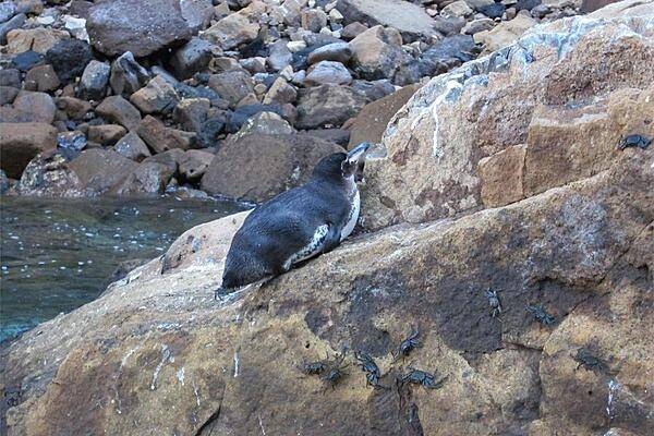 The average Galapagos penguin is 49 cm (19 in); this one resides in Elizabeth Bay on Isabela Island.