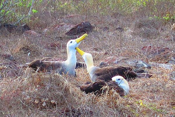 A lifelong pair of waved albatrosses begin a mating dance.