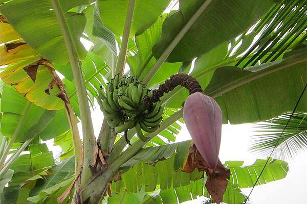 A banana tree about to bloom at Puerto Baquerizo Moreno on San Cristobal Island.