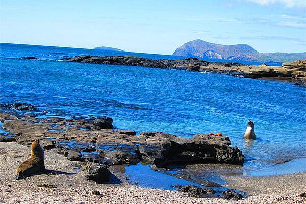 A Galapagos sea lion and her pup calling to each other.