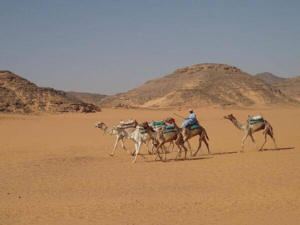 Camels at the Temple of Amun and Amun Ra at Wadi el Seboua.