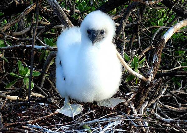 Juvenile red-footed booby on Johnston Atoll National Wildlife Refuge. Photo courtesy of the USFWS/Laura M. Beauregard.