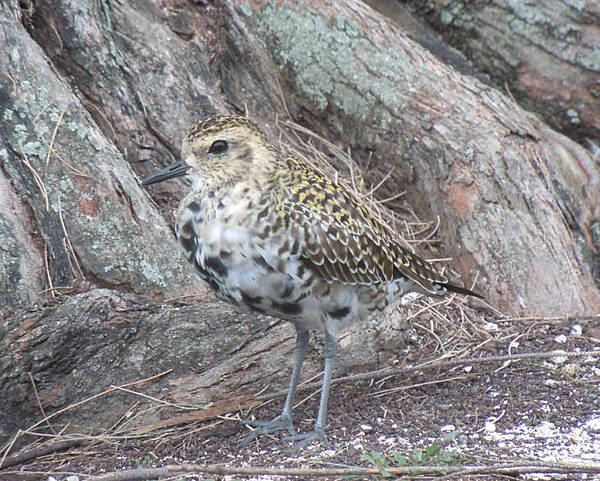 A juvenile Pacific golden-plover at Midway Atoll National Wildlife Refuge. Photo courtesy of USFWS/Noah Kahn.