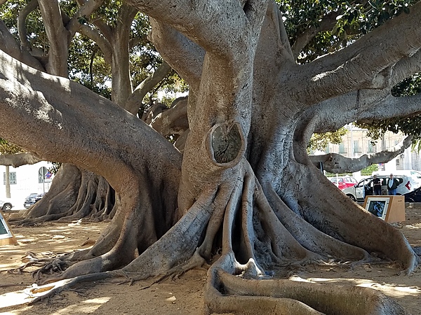 Huge Ficus Centenario tree in Cadiz. The city is among the oldest settlements in Spain, founded by the Phoenicians about 1100 B.C. It was a major port for trade with the Americas.