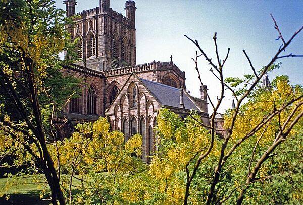Laburnum trees in bloom around Chester Cathedral, England. The cathedral dates back to 1093 and has a free standing bell tower added in the 20th century.  The church has been altered many times as attested to by examples of Norman, Early English Gothic, and Perpendicular Gothic styles of architecture. There may have been a Christian basilica on the site during the Roman era.