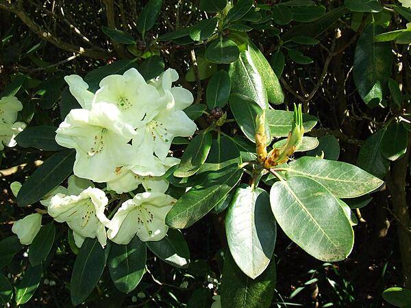 White rhododendron blossoms at the Royal Botanic Gardens at Kew, England.