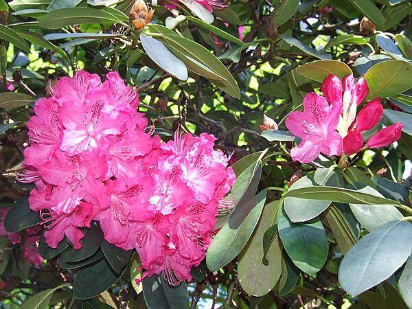 Red rhododendron blossoms at the Royal Botanic Gardens at Kew, England.