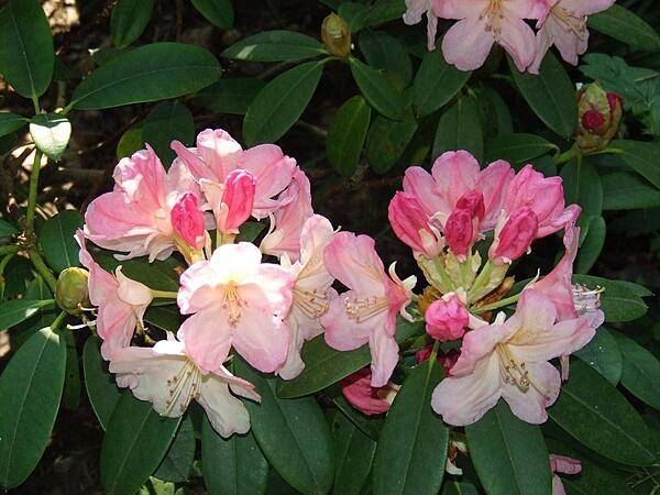 Pink rhododendrons in the Secret Garden on the grounds of Blenheim Palace.