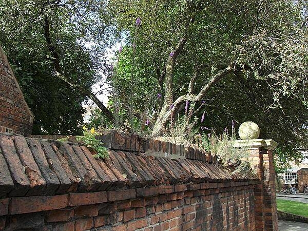 Wildflowers growing atop a wall in York.