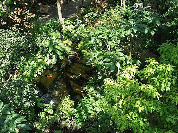 View from a raised walkway down onto a fish pond in the Palm House at the Royal Botanic Gardens at Kew, England.