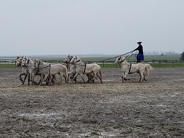 Outdoor show at the Bakodpuszta Equestrian Center near Kalocsa showing a rider controlling ten horses.