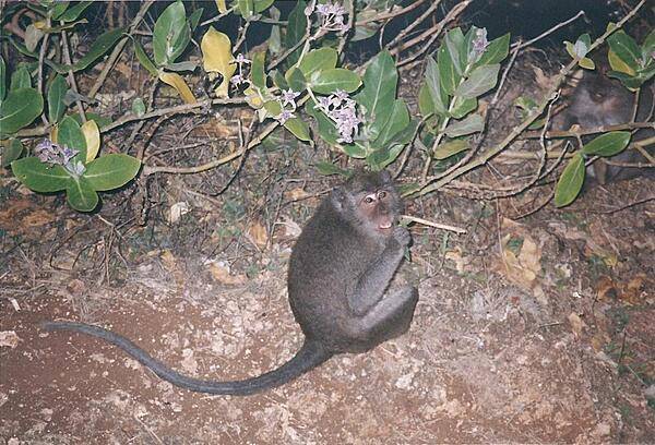 The monkeys at Pura Luhur Uluwatu on Bali are notorious pickpockets.