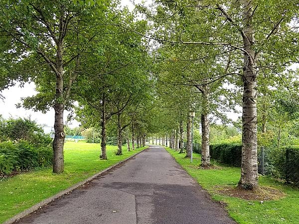Large trees in the Arboretum in Reykjavik.  This "forest" is unusual because Iceland is largely devoid of trees.  The original forests were cut down by settlers, and abundant grazing animals consume any trees that attempt to grow and that do not perish in the cold and windy conditions on the island.